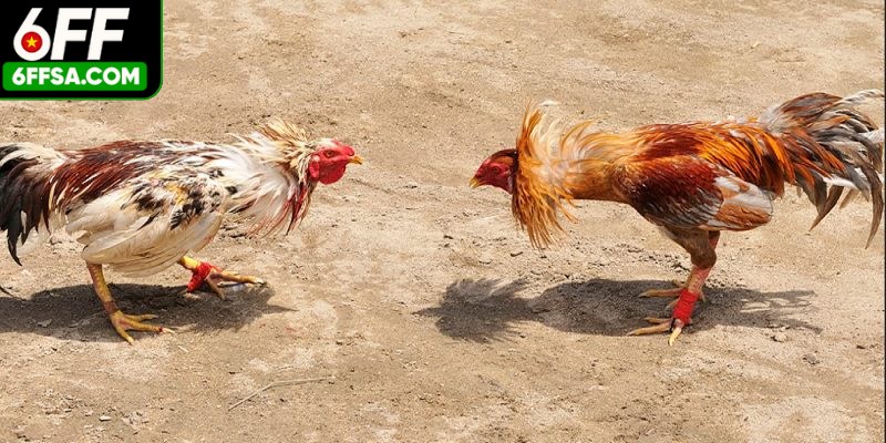 Đá Gà Campuchia - Hình Thức Giải Trí Hấp Dẫn Của Người Việt