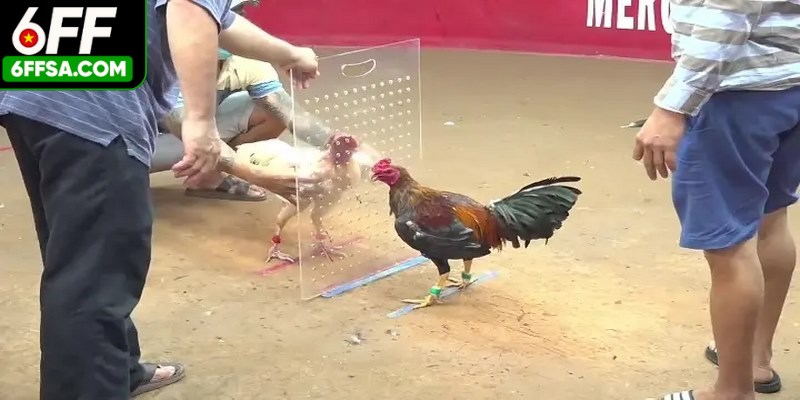Đá Gà Mỹ - Nguồn Gốc, Luật Chơi, Típ Hay Chơi Hiệu Quả