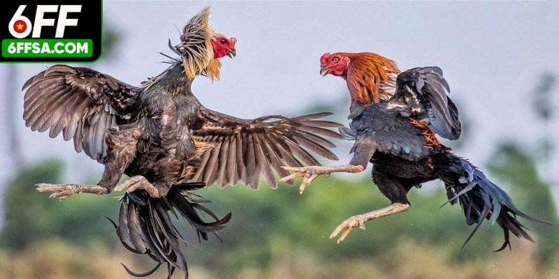 Đá Gà Mỹ - Nguồn Gốc, Luật Chơi, Típ Hay Chơi Hiệu Quả