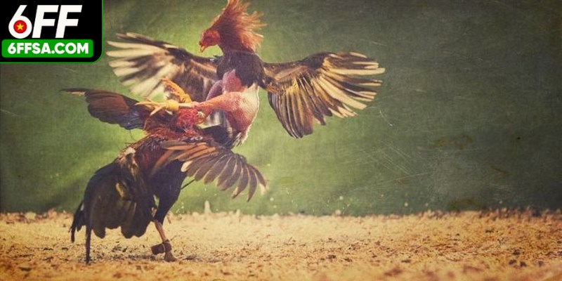 Đá Gà Mỹ - Nguồn Gốc, Luật Chơi, Típ Hay Chơi Hiệu Quả
