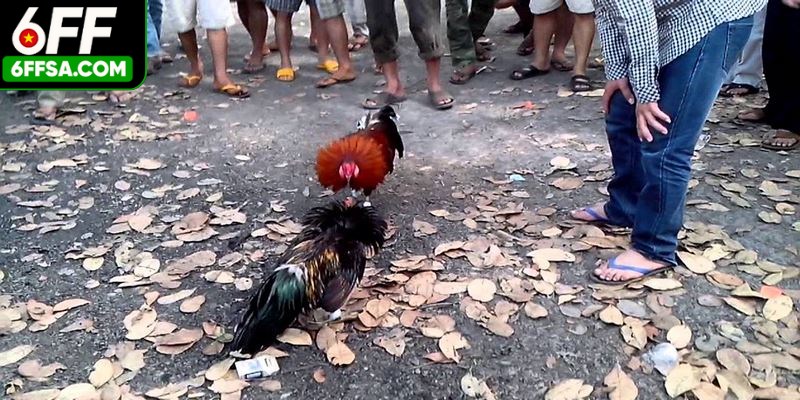Đá Gà Philippines - Hình Thức Cá Cược Thú Vị Không Thể Bỏ Lỡ