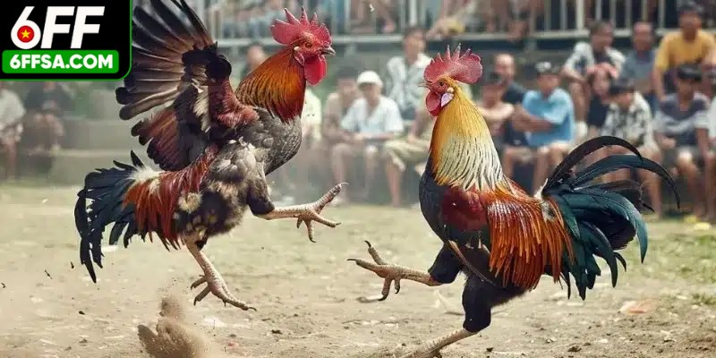 Đá Gà Trực Tiếp - Trải Nghiệm Cá Cược Bùng Nổ Nhất