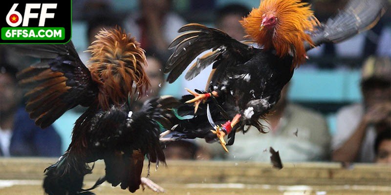 Đá Gà Trực Tiếp - Trải Nghiệm Cá Cược Bùng Nổ Nhất