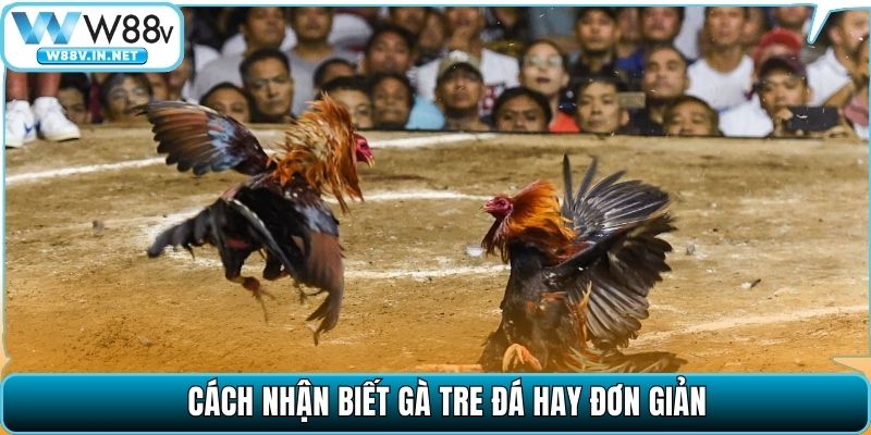 Đá Gà Tre Là Gì? Cách Để Nhận Biết Gà Đá Hay, Lì Đòn
