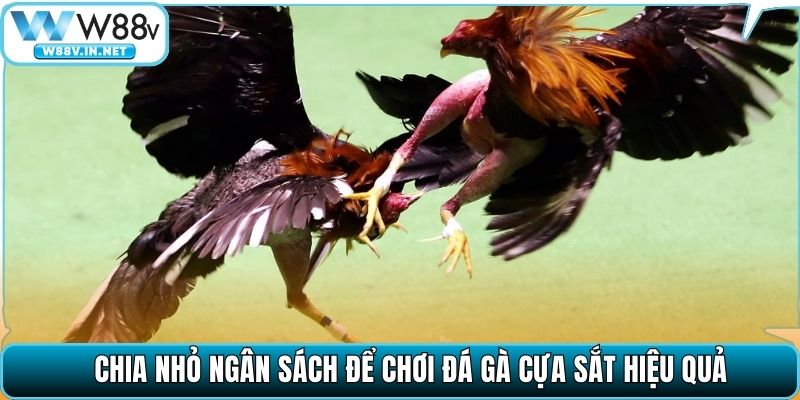 Đá Gà Cựa Sắt – Môn Cá Cược Chọi Kê Đỉnh Cao Tại W88