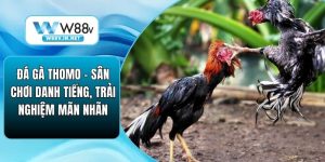 Đá Gà W88 – Đấu Trường Chọi Kê Đỉnh Cao Bậc Nhất Hiện Nay