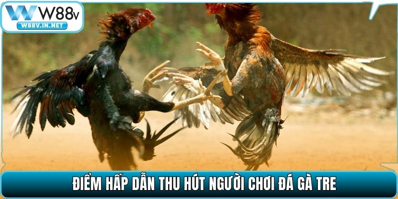 Đá Gà Tre Là Gì? Cách Để Nhận Biết Gà Đá Hay, Lì Đòn