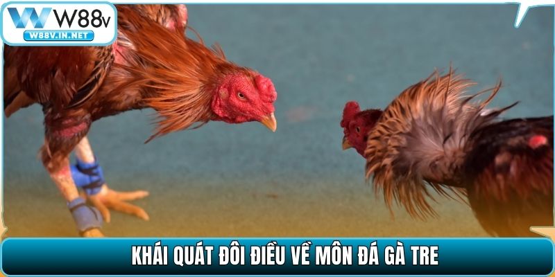 Đá Gà Tre Là Gì? Cách Để Nhận Biết Gà Đá Hay, Lì Đòn