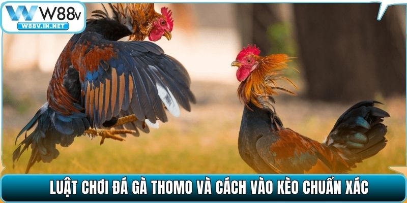 Đá Gà Thomo – Sân Chơi Danh Tiếng, Trải Nghiệm Mãn Nhãn