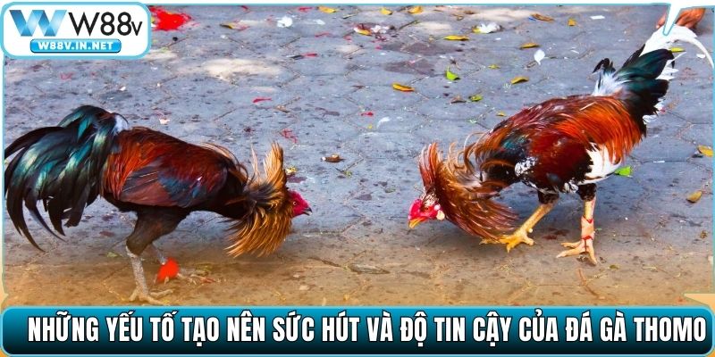 Đá Gà Thomo – Sân Chơi Danh Tiếng, Trải Nghiệm Mãn Nhãn