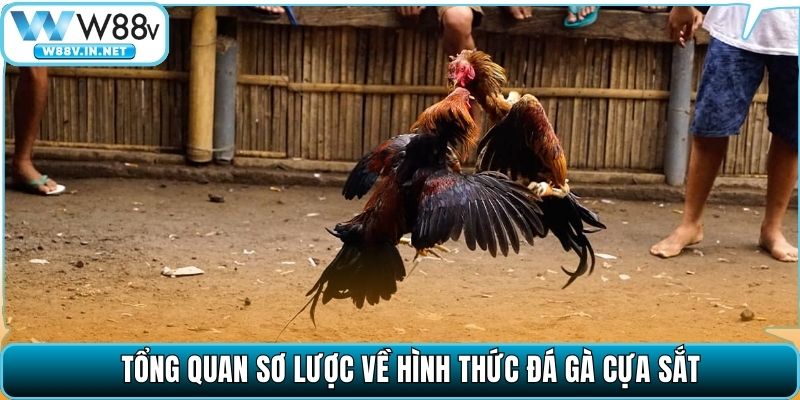 Đá Gà Cựa Sắt – Môn Cá Cược Chọi Kê Đỉnh Cao Tại W88